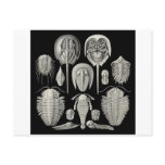 Trilobite! Post Cards
