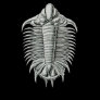 Trilobite Shirt