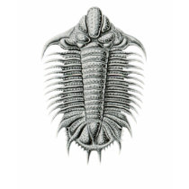 Trilobite Shirt by cryptozoologyshop Trilobite Shirt