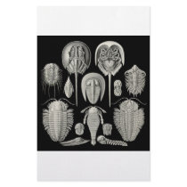 Trilobite! Stationery