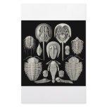 Trilobite! Stationery