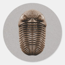 Trilobite Sticker
