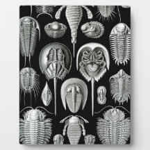 Trilobites and Fossils in Black and White Plaque