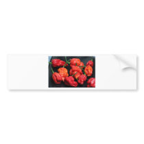 Trinidad Scorpion Hottest Chilli Bumper Sticker