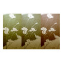 Trio:  Dogwood Flowers posters