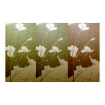 Trio:  Dogwood Flowers