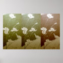 Trio:  Dogwood Flowers posters