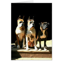 Trio of BoxersCard by ritmoboxer Trio of BoxersCard