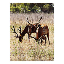 Trio of Bull Elk Postcard
