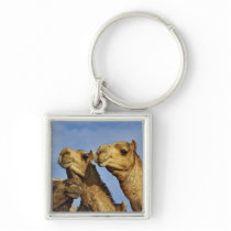 Trio of camels, camel market, Cairo, Egypt