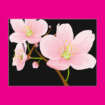 Trio of Cherry Blossoms Post Card
