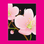 Trio of Cherry Blossoms Postcard