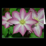 Trio of Clematis Card