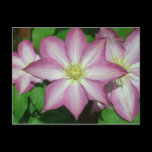 Trio of Clematis Postcard