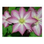 Trio of Clematis Postcard