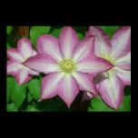 Trio of Clematis Print