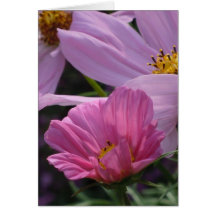 Trio of Cosmos Greeting Card