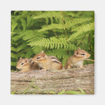 Trio of Curious Baby Chipmunks Fridge Magnet