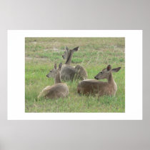 Trio of deer. posters