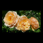 Trio of Peach Roses Print