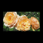 Trio of Peach Roses Stretched Canvas Print
