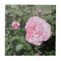 TRIO OF PINK ROSES TILES