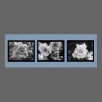 Trio of Roses On Blue posters