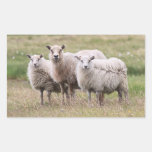 Trio of Sheep in Iceland Rectangle Sticker