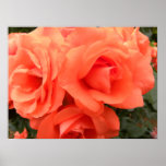 Triple Apricot Roses Print