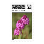 Triple Pyrimid (Anacamptis Pyramidalis) Postage
