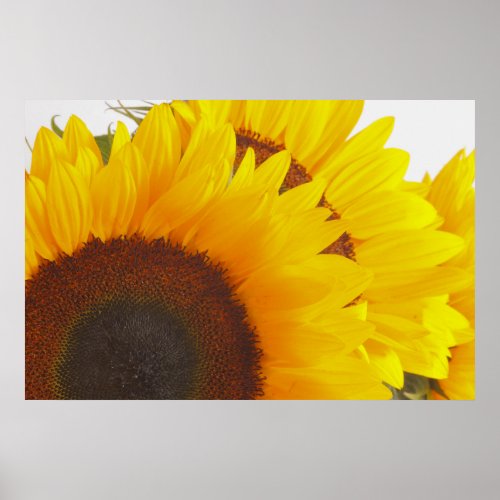 Triple Sunflower print