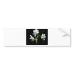 Triple White Dazzle bumper stickers