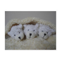 Triplet baby annoucement-bears in a blanket postcards