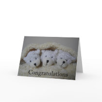 triplet bears congratulations cards