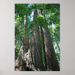 "Tripletrees", Muir Woods Posters