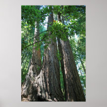 "Tripletrees", Muir Woods Posters