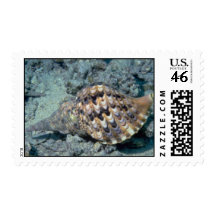 Triton's trumpet (Charonia tritonis) Shell Stamp