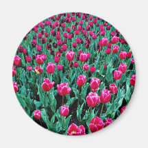 Triumph tulips  flowers magnet