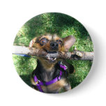 Trixie with stick pin