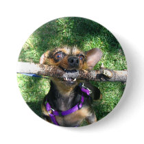 Trixie with stick pin