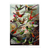 Trochilidae (Hummingbird) Poster poster by retroz Trochilidae (Hummingbird) Poster poster