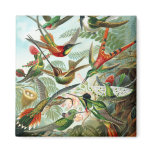 Trochilidae Hummingbirds, Ernst Haeckel Refrigerator Magnet