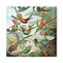 Trochilidae Hummingbirds, Ernst Haeckel Refrigerator Magnet