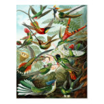 Trochilidae Hummingbirds, Ernst Haeckel Post Card