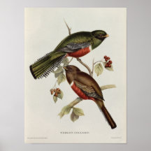 Trogon Collaris Posters