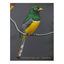 Trogon Negro-throated - varón Tarjetas Postales