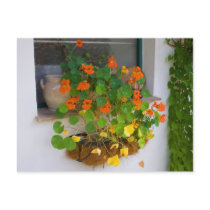 Tropaeolum majus postcards