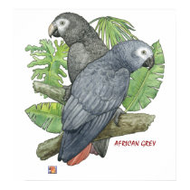 Tropical African Greys Print