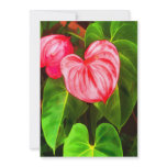 Tropical Anthurium Announcements