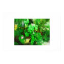 Tropical Anthurium oil painting collection posters